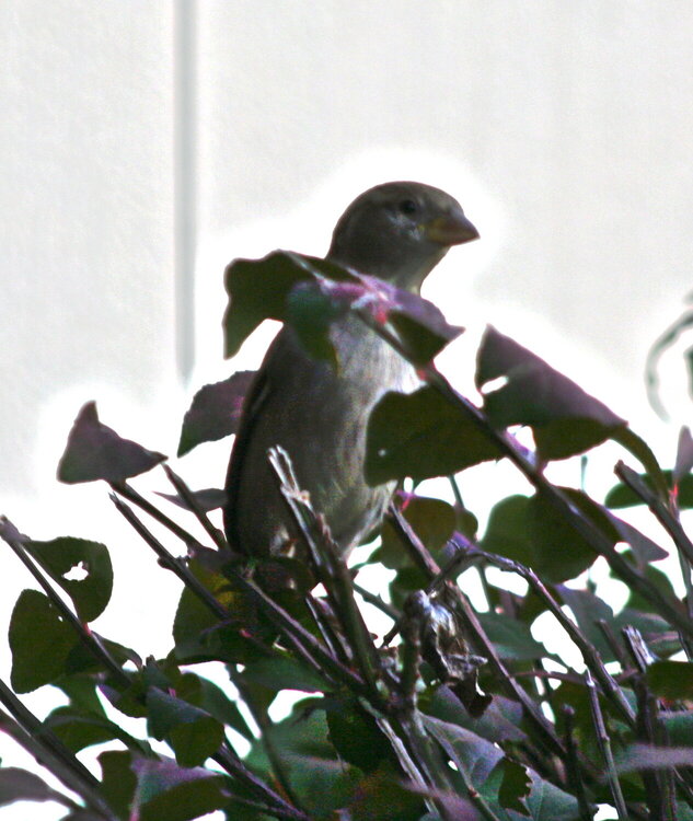 11/1 Bird in a  Bush