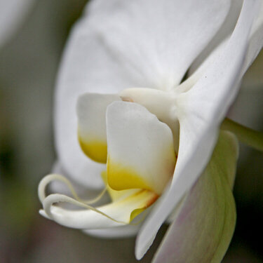 JFF  White Orchid