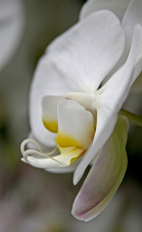 JFF  White Orchid