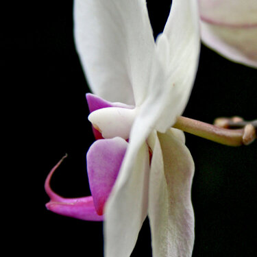 4/2 Orchid