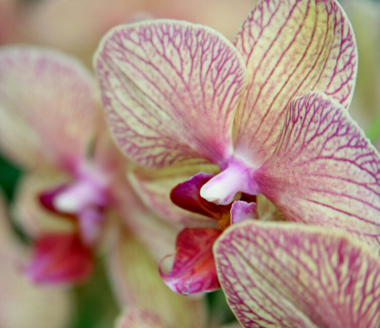 JFF  Pine Ridge Orchid