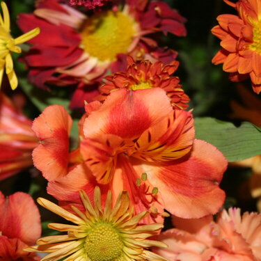 11/23 Fall Colored Flowers 1