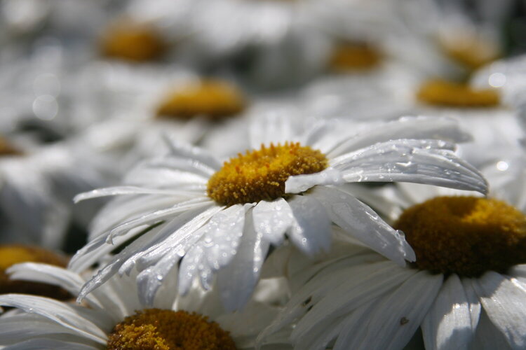 7/2 Daisies After The Rain