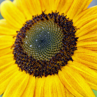 7/18 Sunflower