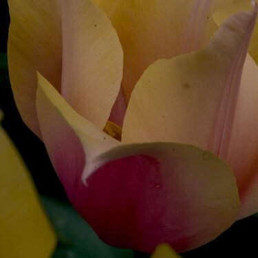 5/4 Tulip