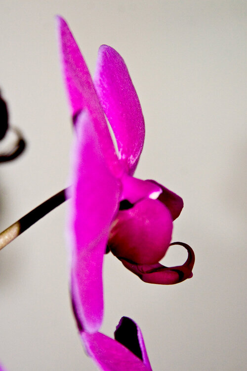 1/7 Orchid