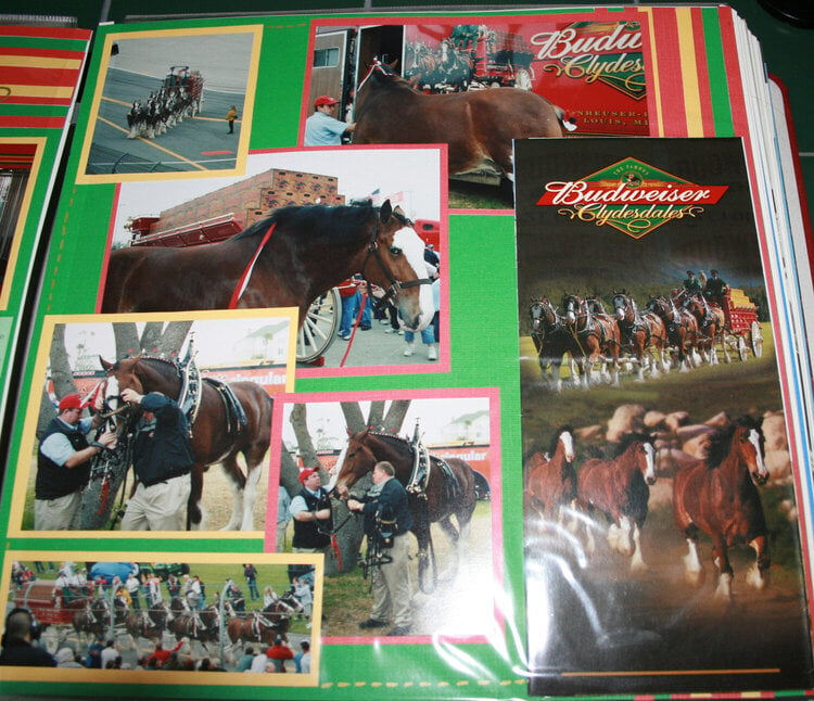 Bud Clydesdales