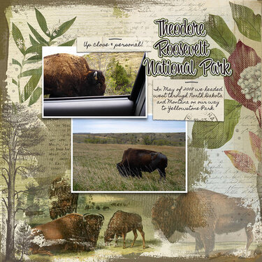 Bison at Theodore Roosevelt National Park