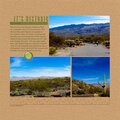 Saguaro National Park, Tucson, AZ