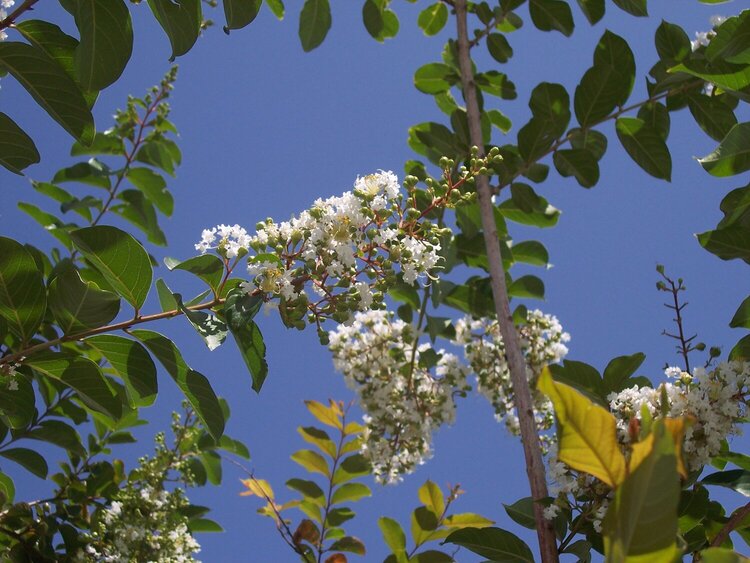 Pretty Flowering Tree