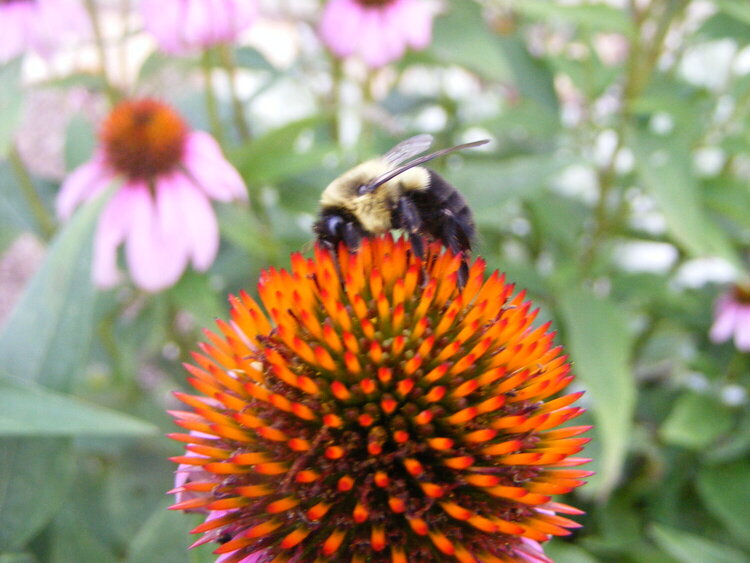 bumble on a coneflower