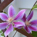 clematis