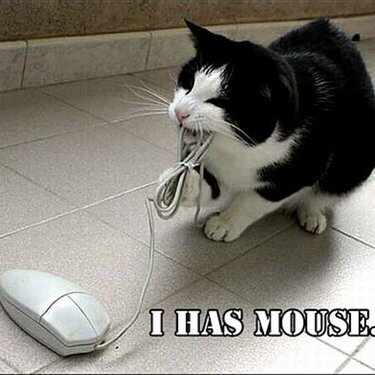 Cat and Mouse