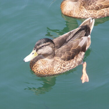 duck in water..