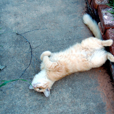 Chester molesting the sidewalk!