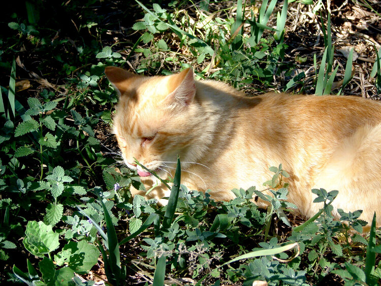 Chester molesting the Cat Mint!