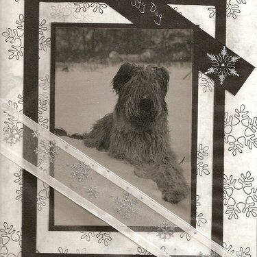 Foggy Dog in the Snow