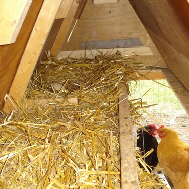 Clucking Condo interior