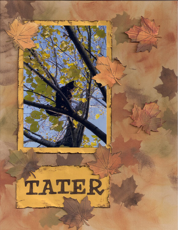 Tater in Tree