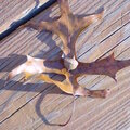 4. An Oak Leaf & An Acorn / 10 pts. {SB1280}