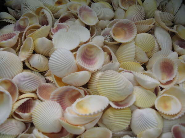 #7. A Seashell {time2scrap} 5 pts.