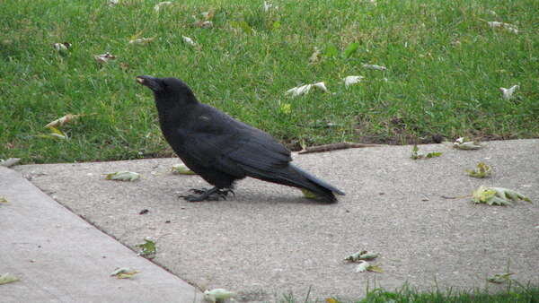 10. A Raven or Crow {Snix}