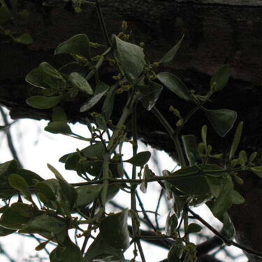 13. Mistletoe 7 pts. {Scraptastic_sooz}