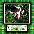 Clover Pup