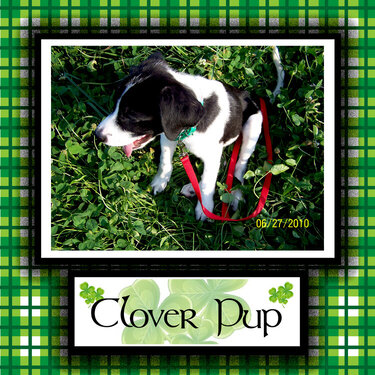 Clover Pup
