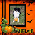 Shiloh with Pumpkin
