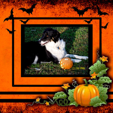 Shiloh with Pumpkin 2