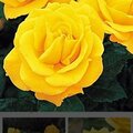 The Yellow Tea Rose, the official flower of Sigma Gamma Rho Sorority Inc