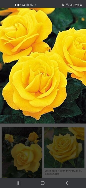 The Yellow Tea Rose, the official flower of Sigma Gamma Rho Sorority Inc.