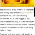 The Yellow Tea Rose the official flower of Sigma Gamma Rho Sorority Inc.