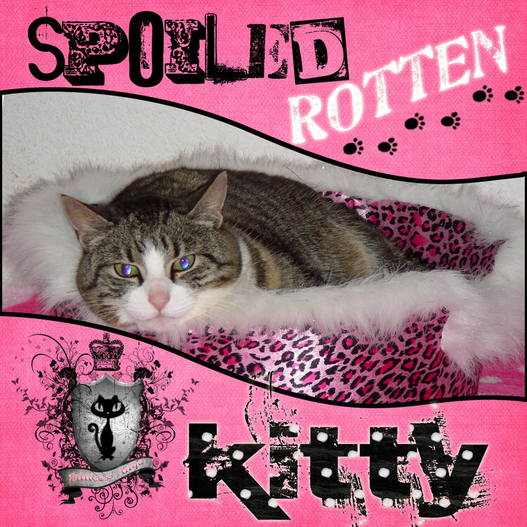 spoiled rotten kitty