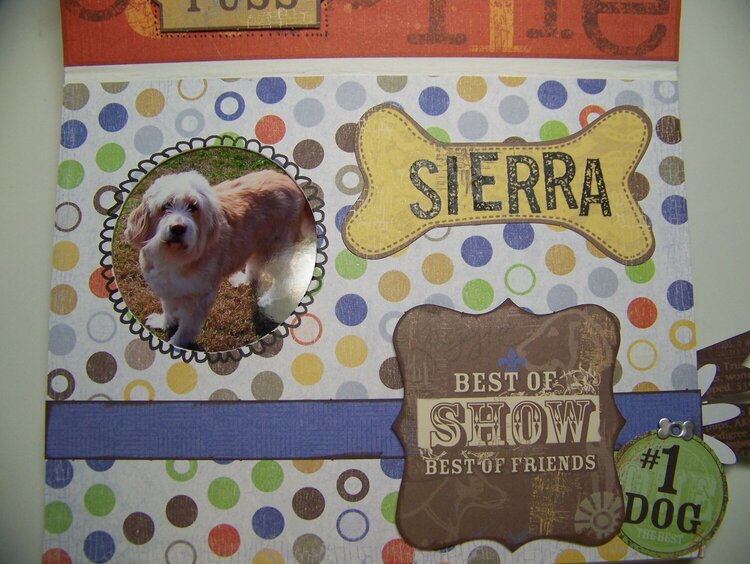 Sierra, the Bearded Collie Mix Dog