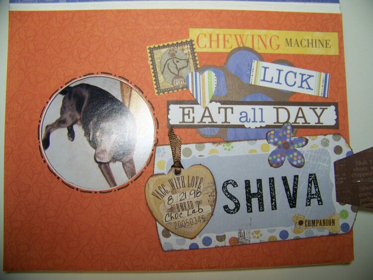 Shiva the Chocolate Lab