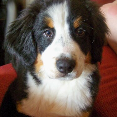 Juno, our Bernese Mountain Dog Puppy - 15 weeks