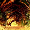1000 year old yew tree UK