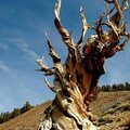 4,765 year old Methuselah tree