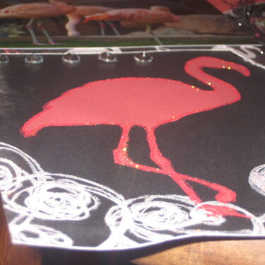 Flamingo up close