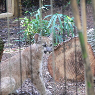 Nov.20  &quot;Calusa&quot; young cougar