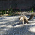 Nov. 10  a hungry squirrel
