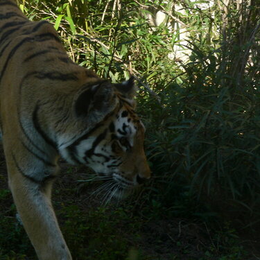 Nov 15 tiger at Animal kingdom