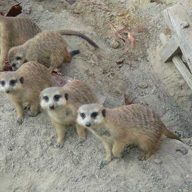 Meerkats