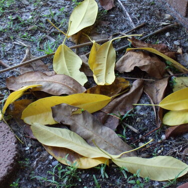 8. fallen leaves (6 points)