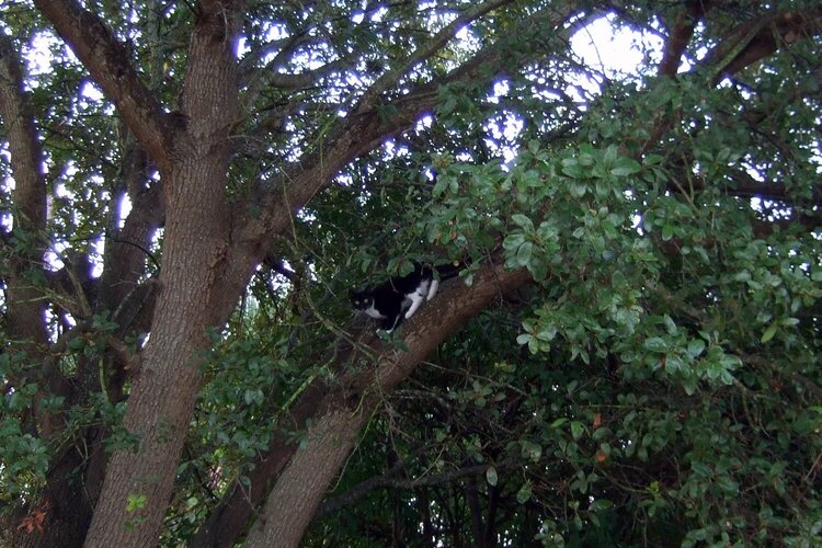 Jan 4 - kitty in the tree