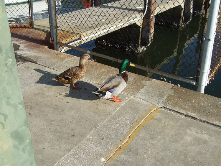 JFS- duck couple
