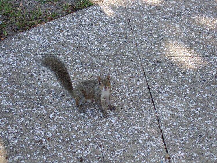 Wazzup.?! Extra squirrel pic.