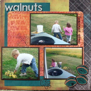 Walnuts harvest time